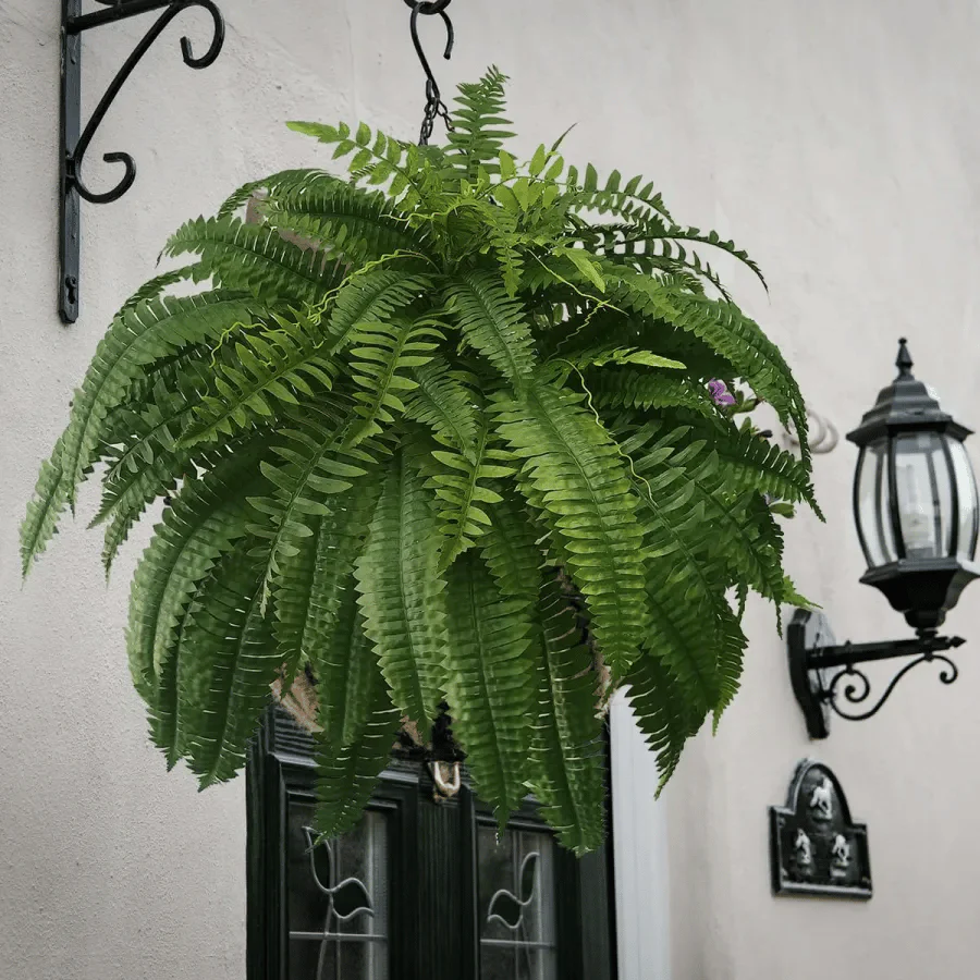 Last Day 75% OFF--UV Resistant Lifelike Artificial Boston Fern - Image 11
